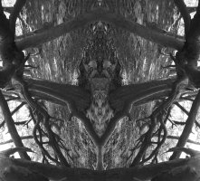 Krzysztof Saj, Konstelacja Bari Oro, 2022