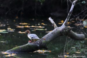 XIII Międzynarodowa Przeglądowa Wystawa Fotografii