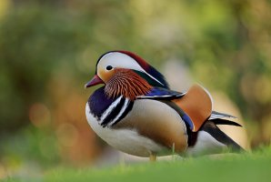 Mirosława Wantoch-Rekowska - Kilka piór…