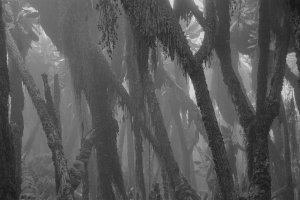 Magda Hueckel - Organic