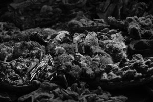 Magda Hueckel - Organic