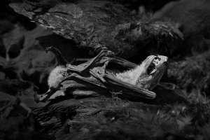 Magda Hueckel - Organic