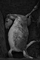 Magda Hueckel - Organic