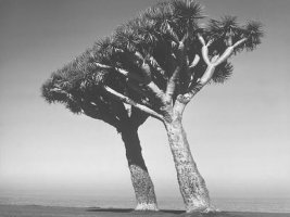 100 x 100. Stefan Arczyński