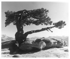 100 x 100. Stefan Arczyński