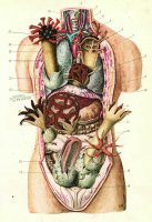 Magda Hueckel - Organic