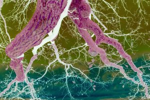 Leszek Górski - Acid