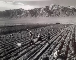 Ansel Adams's Photographs of Japanese-American Internment at Manzanar