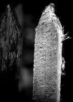 Antoni Kreis - Fotografia/70