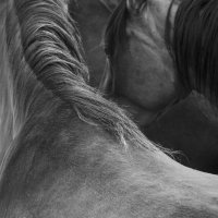 Alicja Przybyszowska - Anatomia piękna