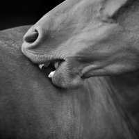 Alicja Przybyszowska - Anatomia piękna