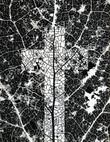 Andrzej Różycki, Drzewo poznania, 1990, © Archiwum Fotozoficzne im. Andrzeja Różyckiego.