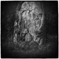 Jolanta Rycerska, Andrzej Grudzień - Axis Mundi i święte gaje