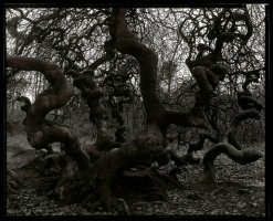 Bogdan Konopka (1953-2019)