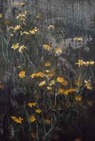 Joanna Szpak-Ostachowska - Chwasty