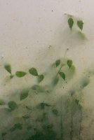 Joanna Szpak-Ostachowska - Chwasty