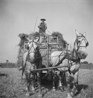 Dorothea Lange (1895-1965)