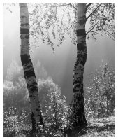 Z cyklu drzewa - Fotografie Stefana Arczyńskiego