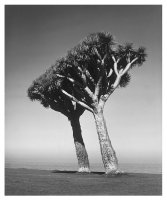 Z cyklu drzewa - Fotografie Stefana Arczyńskiego