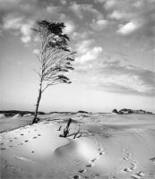 Z cyklu drzewa - Fotografie Stefana Arczyńskiego