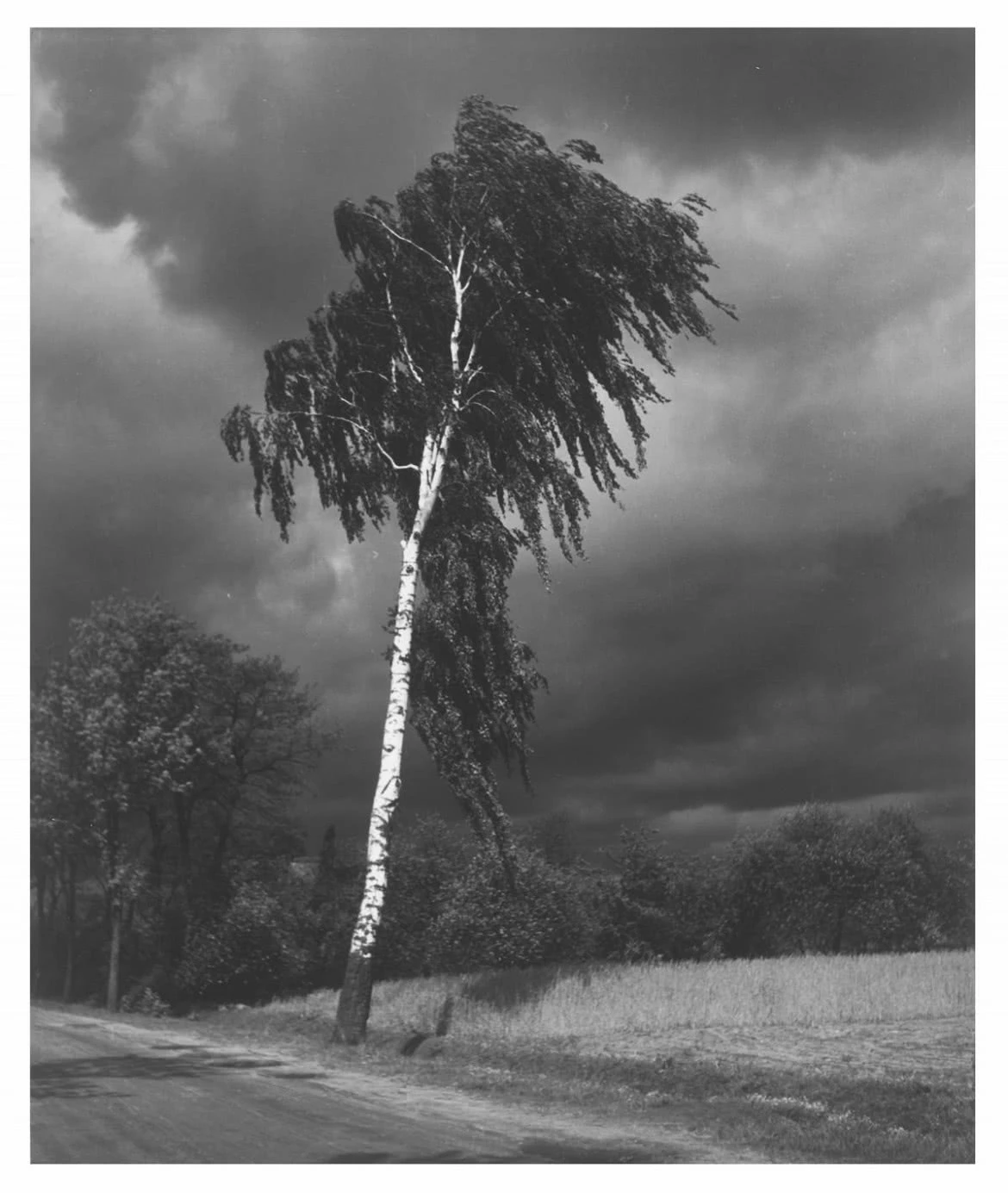 Z cyklu drzewa - Fotografie Stefana Arczyńskiego