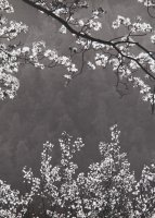 Z cyklu drzewa - Fotografie Stefana Arczyńskiego