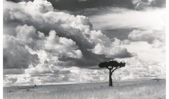 Z cyklu drzewa - Fotografie Stefana Arczyńskiego