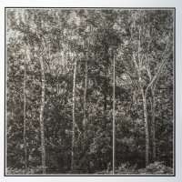 Krzysztof Strzoda - Drzewa (w mieście)