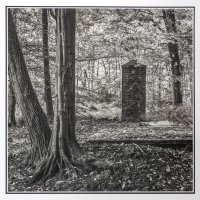 Krzysztof Strzoda - Drzewa (w mieście)