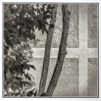 Krzysztof Strzoda - Drzewa (w mieście)