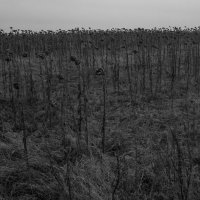 Magdalena i Maksymilian Rigamonti - Echo