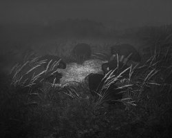 Emilia Martin - Open Program - I Saw a Tree Bearing Stones in the Place of Apples and pears - As they gathered