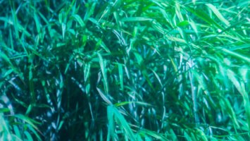 XV Festiwal Fotografii Plener 2025 #To co oku się podoba