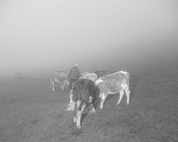 Hannes Jung - Open Program - Men Dont Cry - Zihnija