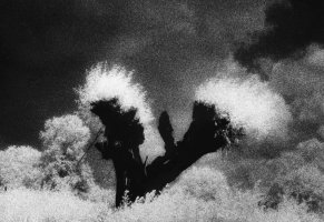 Edward Hartwig (1909 - 2003)