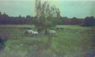 fot. Iwona Germanek