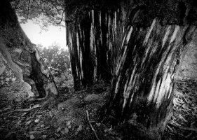 Anna Jakubowska - Tajemnicza Oliwa