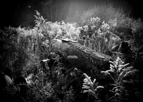 Anna Jakubowska - Tajemnicza Oliwa