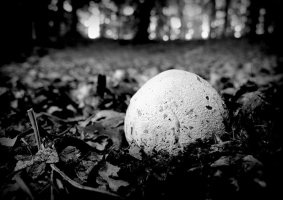 Anna Jakubowska - Tajemnicza Oliwa