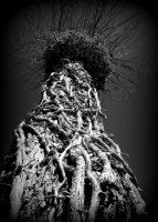 Anna Jakubowska - Tajemnicza Oliwa