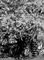 Anna Jakubowska - Tajemnicza Oliwa