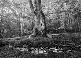 Kamil Myszkowski - Papierowe krajobrazy