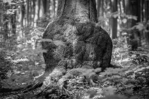 Krzysztof Szlapa - In Love with Nature