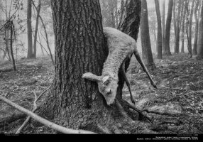 Bogdan Kułakowski - Fotografie