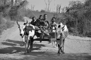 Regina Lipecka - Madagaskar - wyspy wyobraźni