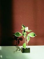 Bartosz Stańczuk - Martwa zieleń