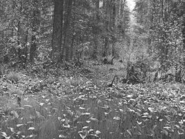 Jan Siudowski - Fotografia