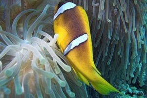 Piotr Polok - Morska Kraina Faraonów