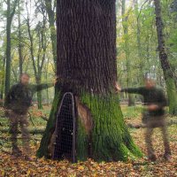 Piotr Wypych - Drzewa