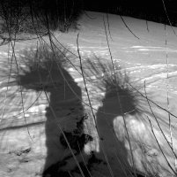 Piotr Wypych - Drzewa